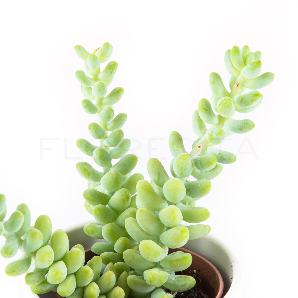 sedum-burrito-florecita-025