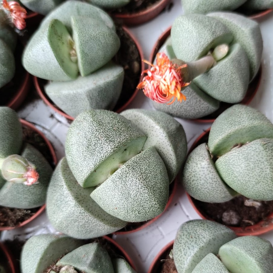 pleiospilos-nelii-lithops-florecita