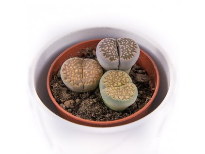 zive kamene florecita 006