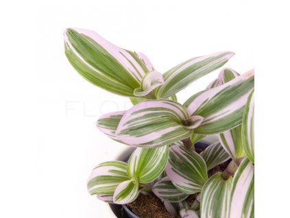 tradescantia nanouk mala florecita 026