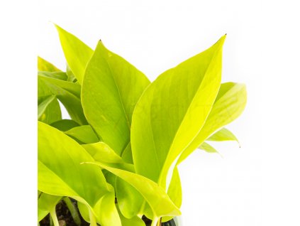 epipremnum aureum neon florecita 026