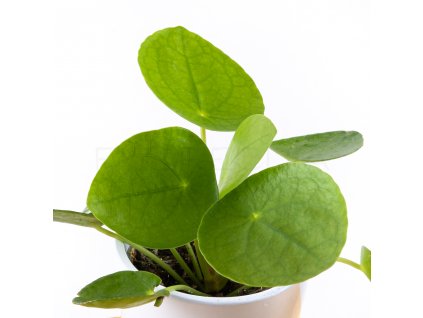 pilea peperomioides florecita 002