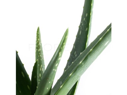 aloe vera velke florecita 002