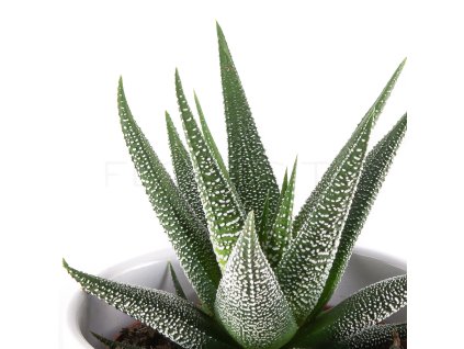 haworthia concolor florecita 003
