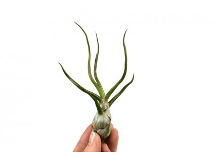 tillandsia bulbosa florecita