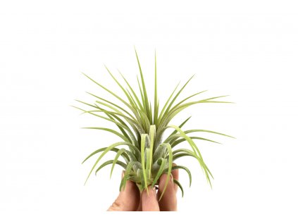 tillandsia ionantha rubra