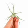 tillandsia reichenbachi florecita