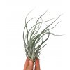 tillandsia ehlersiana