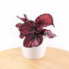 begonia beleaf 2 florecita 001