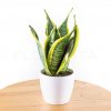sansevieria laurentii florecita 024