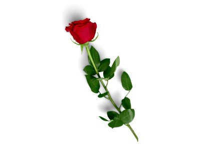 Bouquet of Roses According to You!
