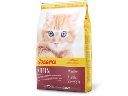 kitten
