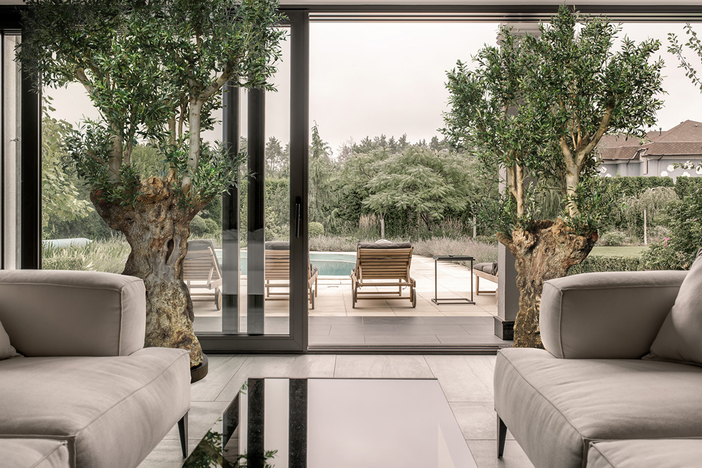 🌳  OLIVOVNÍK je dizajnový evergreen.