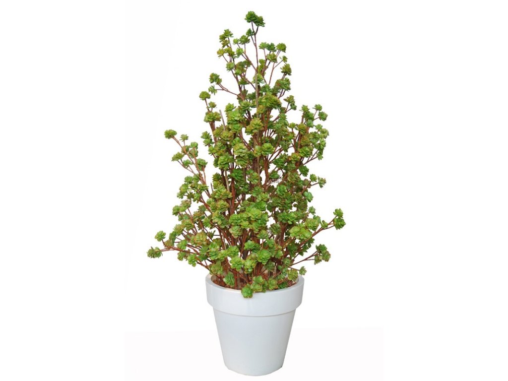 12580 echeveria boschetto 160 cm multicolor 5419m04
