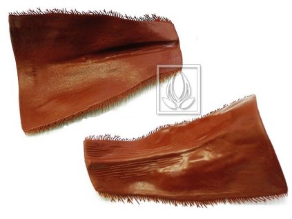 10663 palmova kura umela 20x15cm 10ks