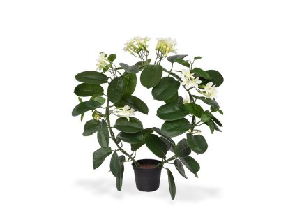 440104 stephanotis 40
