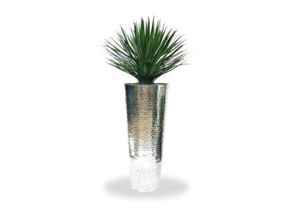 151508 yucca rostrata 80