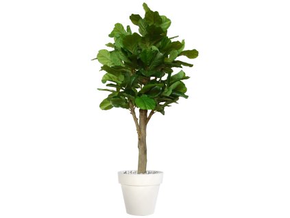 Ficus Lyrata Wild Florence Ø 110 h 280 cm Green V1100015