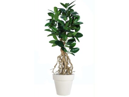 ficus elastica root 200 cm green 5426006