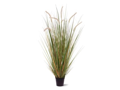 AnyConv.com 411810 Pennisetum grasplant 100 01