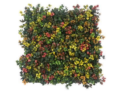 Leucadendron multi color kunsthaag1 1