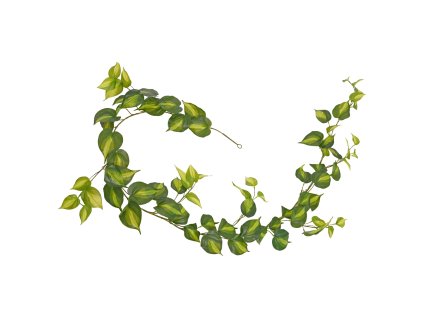 AnyConv.com 303718 Philodendron Scandens Brasil 180 v2 1