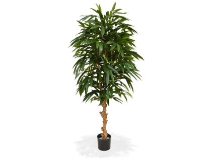 AnyConv.com 109617 longifolia royal deluxe 165 pp 4