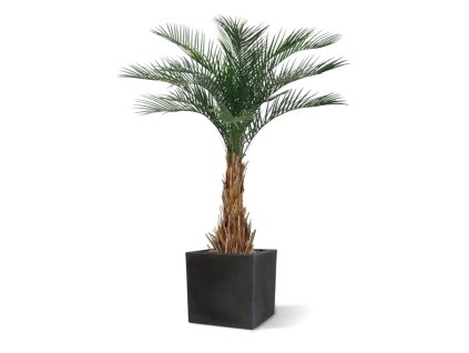 AnyConv.com phoenix kunstpalm deluxe 180 cm 173417 5 4