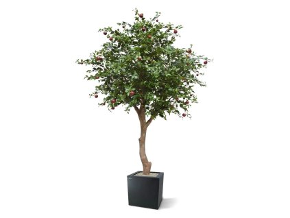 appelboom giant 193127 5 4