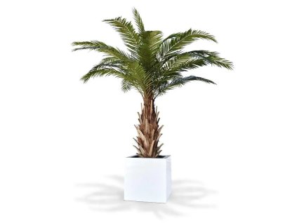 AnyConv.com 173330 phoenix canarie kunstpalm xxl 300 4