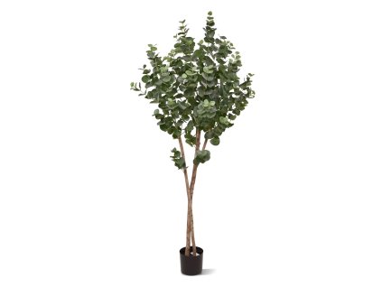 AnyConv.com 143015 Eucalyptus 170 01