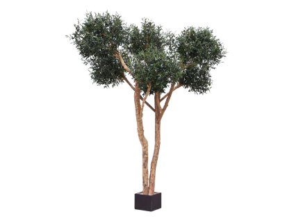 AnyConv.com 135425 Olijf Bonsai deluxe 250 2