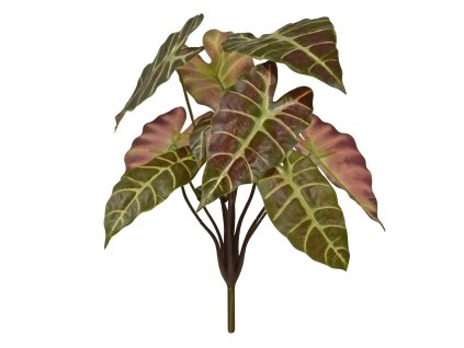 AnyConv.com 444904 Alocasia 40 burgundy 01