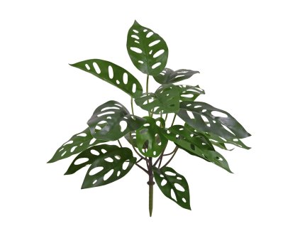 AnyConv.com 443003 Monstera Adansonii 30 01 2