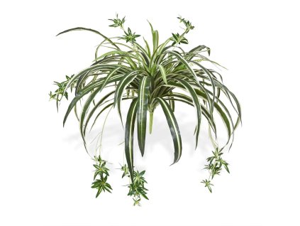 AnyConv.com 201305 CHrolorphytum 50