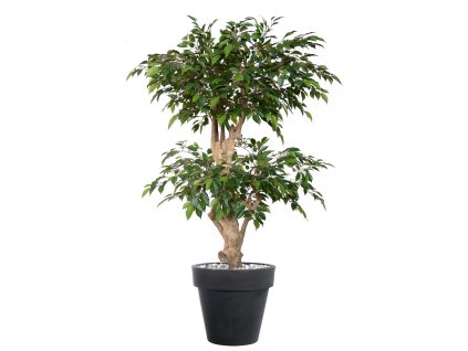 Ficus Nitida Double Step 160 cm Green V1098G06(1)