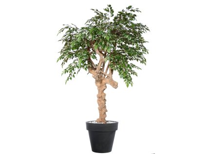Ficus Nitida Nidra 220 cm Variegated V1098V08(3)