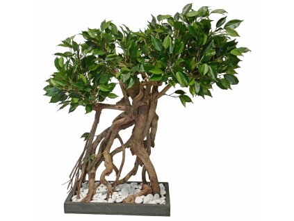 Ficus Nitida Root Bonsai 80 cm Green 1101G04(2)