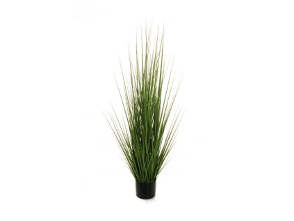 EVERGREENS 80 322081