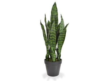 141105gr sanseveria 50 groen