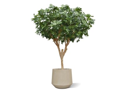 AnyConv.com vijgen kunstboom deluxe 250cm combination image 6