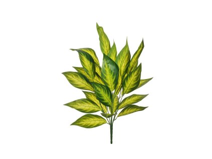 EVERGREENS 80 450692