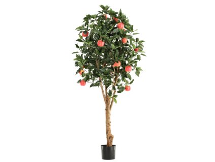 AnyConv.com 193120 appelboom deluxe 200 1(1)