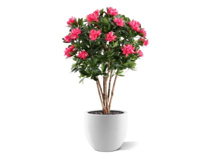AnyConv.com rhododendron kunstplant deluxe 115cm cerise combination image 2
