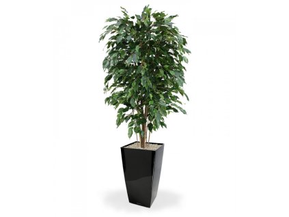 112315 ficus exotica deluxe 150 cubico 30 zwart