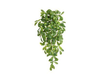AnyConv.com 214008 Hoya carnosa kunst hanger 80cm rt 2