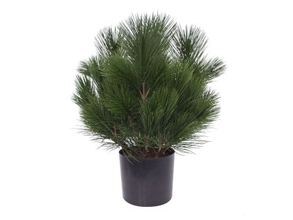 151904 pinus struik 45