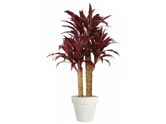 Cordyline Exotica 140 cm Red V1076001