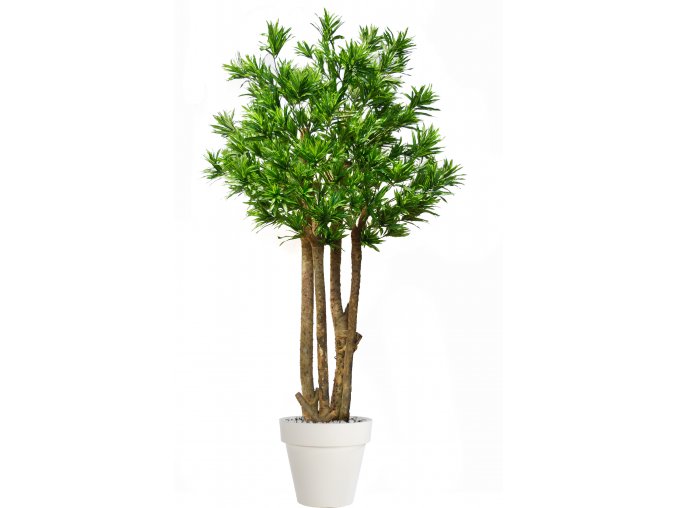 Dracaena Reflexa Exotica 280 cm Green 4008A36