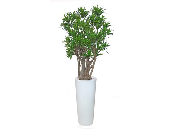 Dracaena Reflexa Robusta 190 cm Green V4008A32